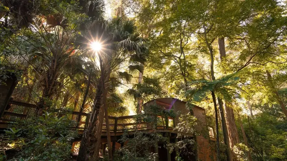 Sunlight streaming through tall trees at Blackbutt Reserve in Newcastle with a wooden walkway and lush greenery.